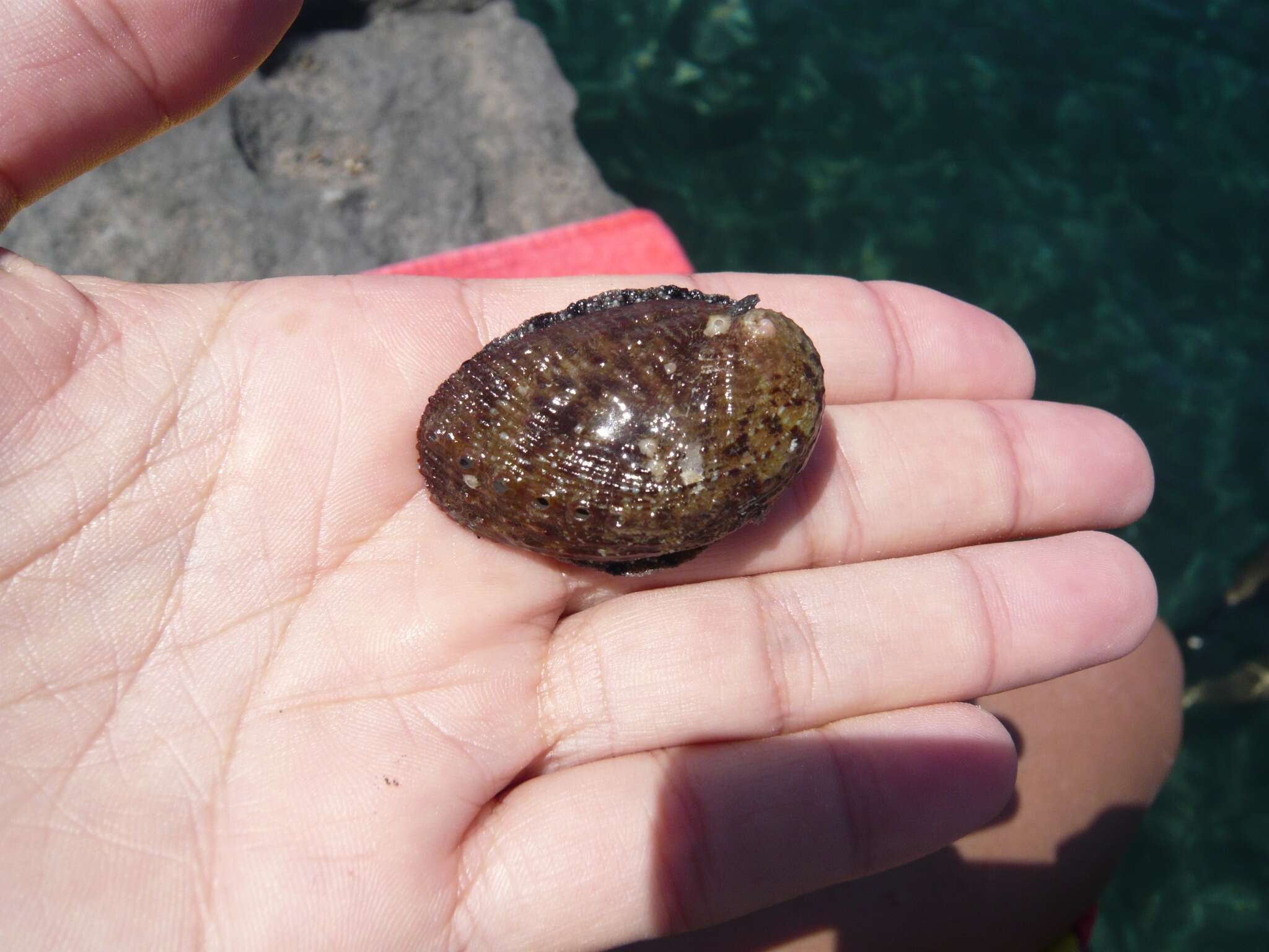 Image of Abalone