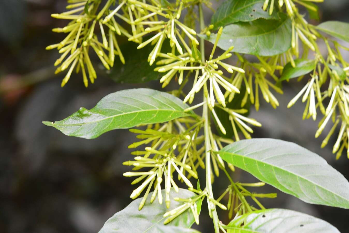 Plancia ëd Cestrum racemosum Ruiz & Pav.