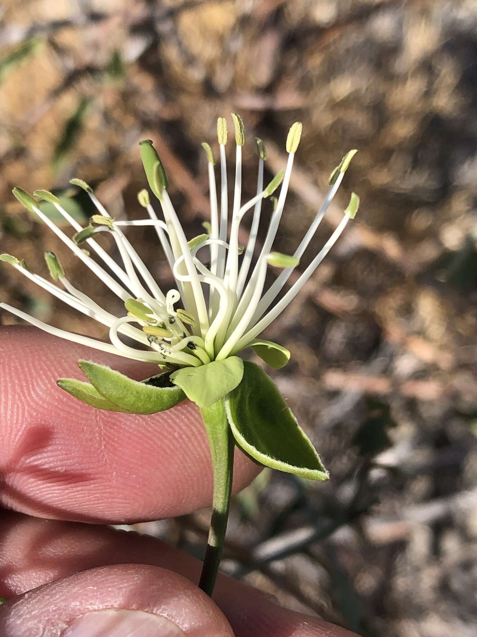 Image of Maerua juncea Pax