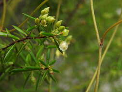 Image of Leucopogon leptospermoides R. Br.