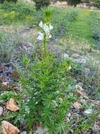 Image of Misopates calycinum (Vent.) Rothm.