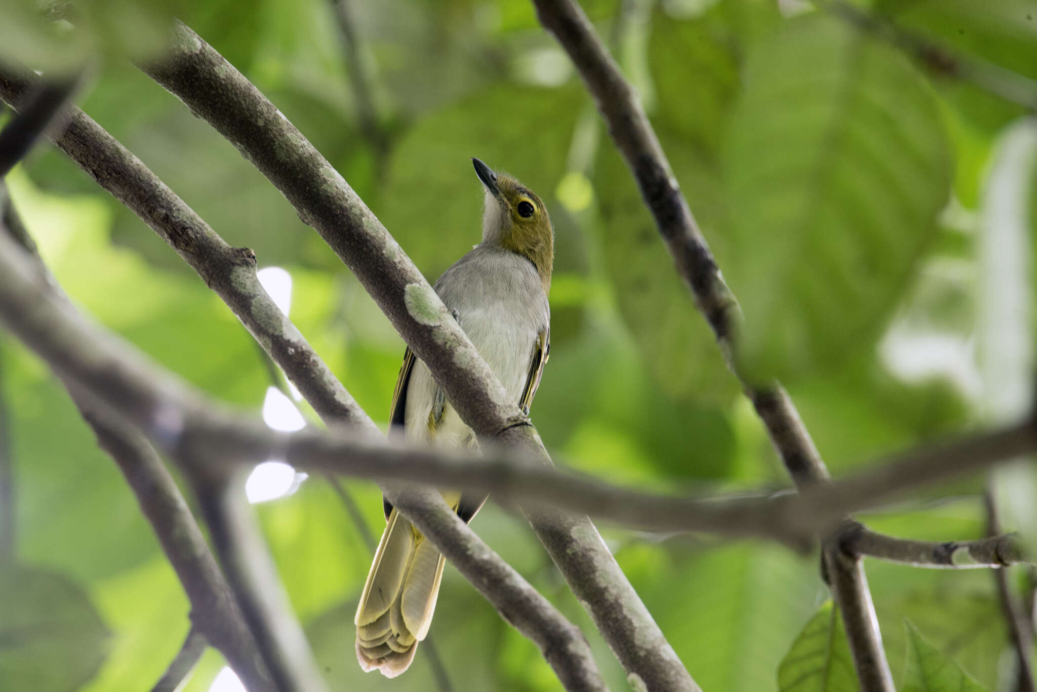 Nicator chloris (Valenciennes 1826)的圖片