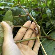 Слика од Begonia nantoensis M. J. Lai & N. J. Chung