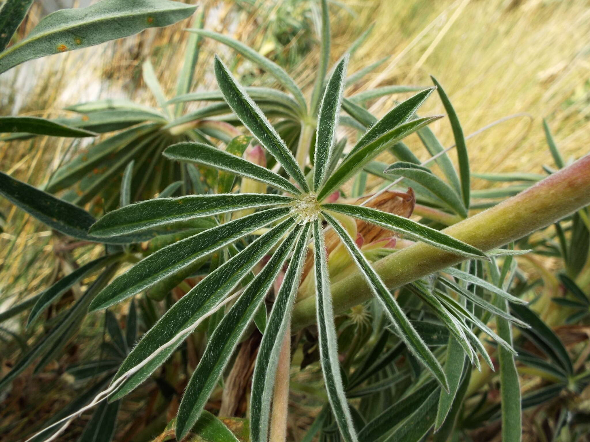 Image of Lupinus montanus Kunth