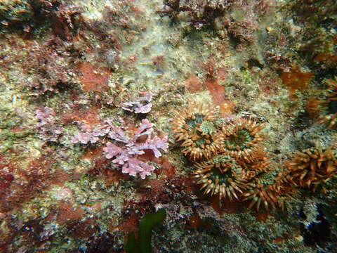 Image of Spheractis cheungae England 1992