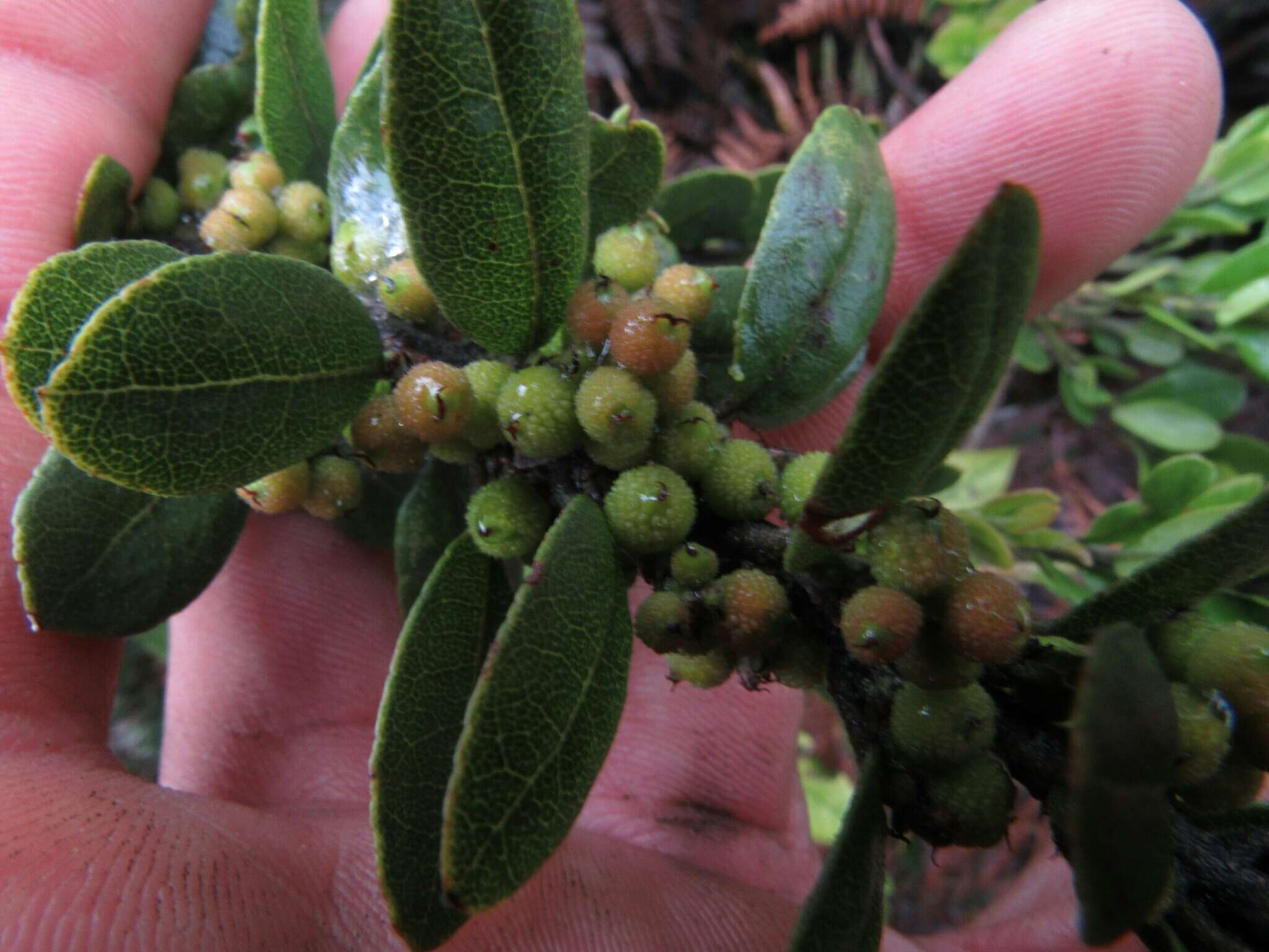 Image of Morella parvifolia (Benth.) Parra-Os.
