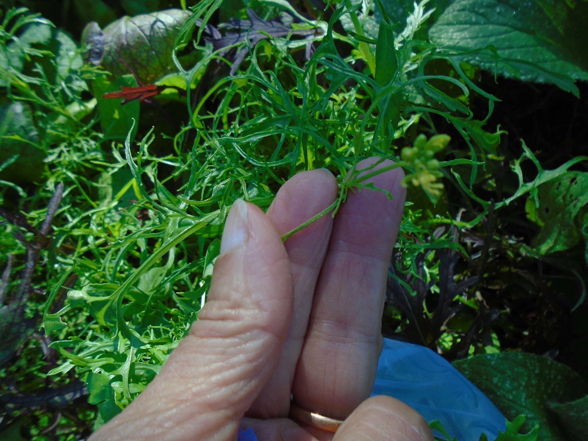 Image of Brassica rapa subsp. nipposinica (L. H. Bailey) Hanelt