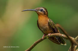 Image of Hook-billed Hermit