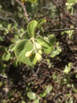 Plancia ëd Styrax redivivus (Torr.) Wheeler