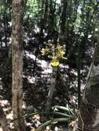 Trichocentrum ascendens (Lindl.) M. W. Chase & N. H. Williams的圖片