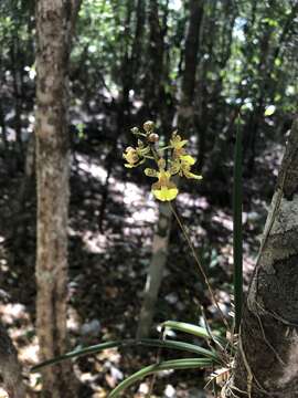 Image of Trichocentrum ascendens (Lindl.) M. W. Chase & N. H. Williams