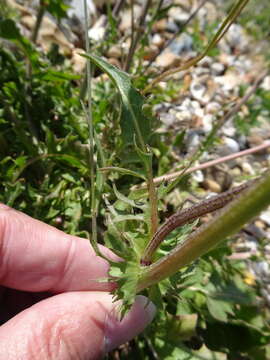 Image of beaked hawksbeard