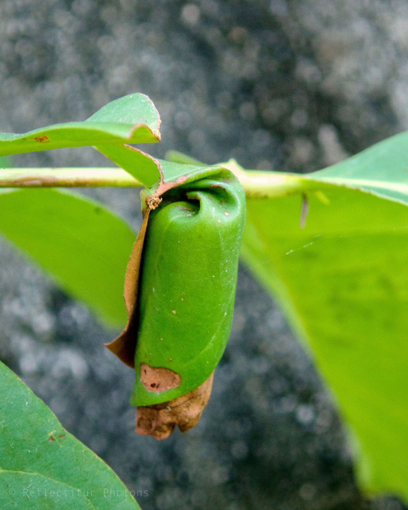 Image of Strigapoderus javanicus Legalov 2003