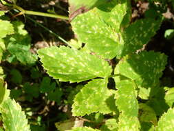 Image of Septoria aegopodii Desm.