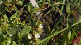 Image of hairy purslane speedwell