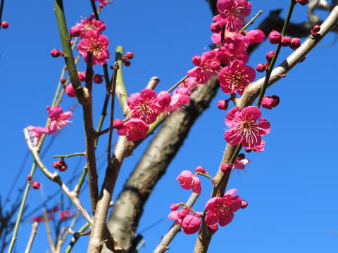 Image of Chinese plum