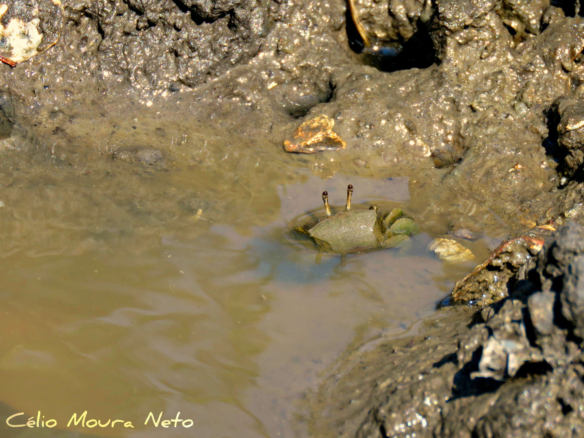 Image of Atlantic Mangrove Fiddler Crab