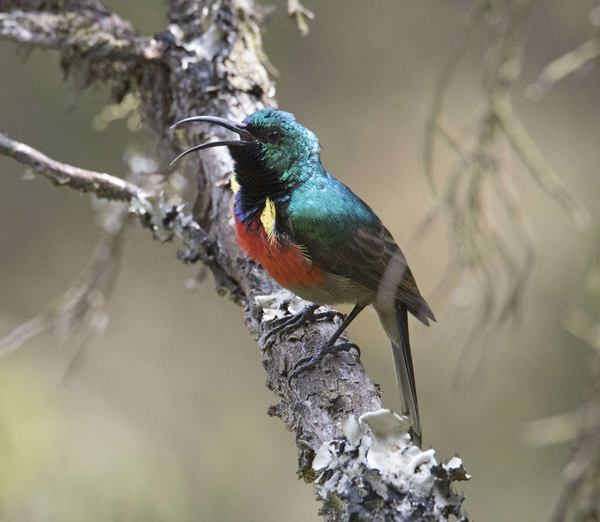 Image of Ruwenzori Double-collared Sunbird