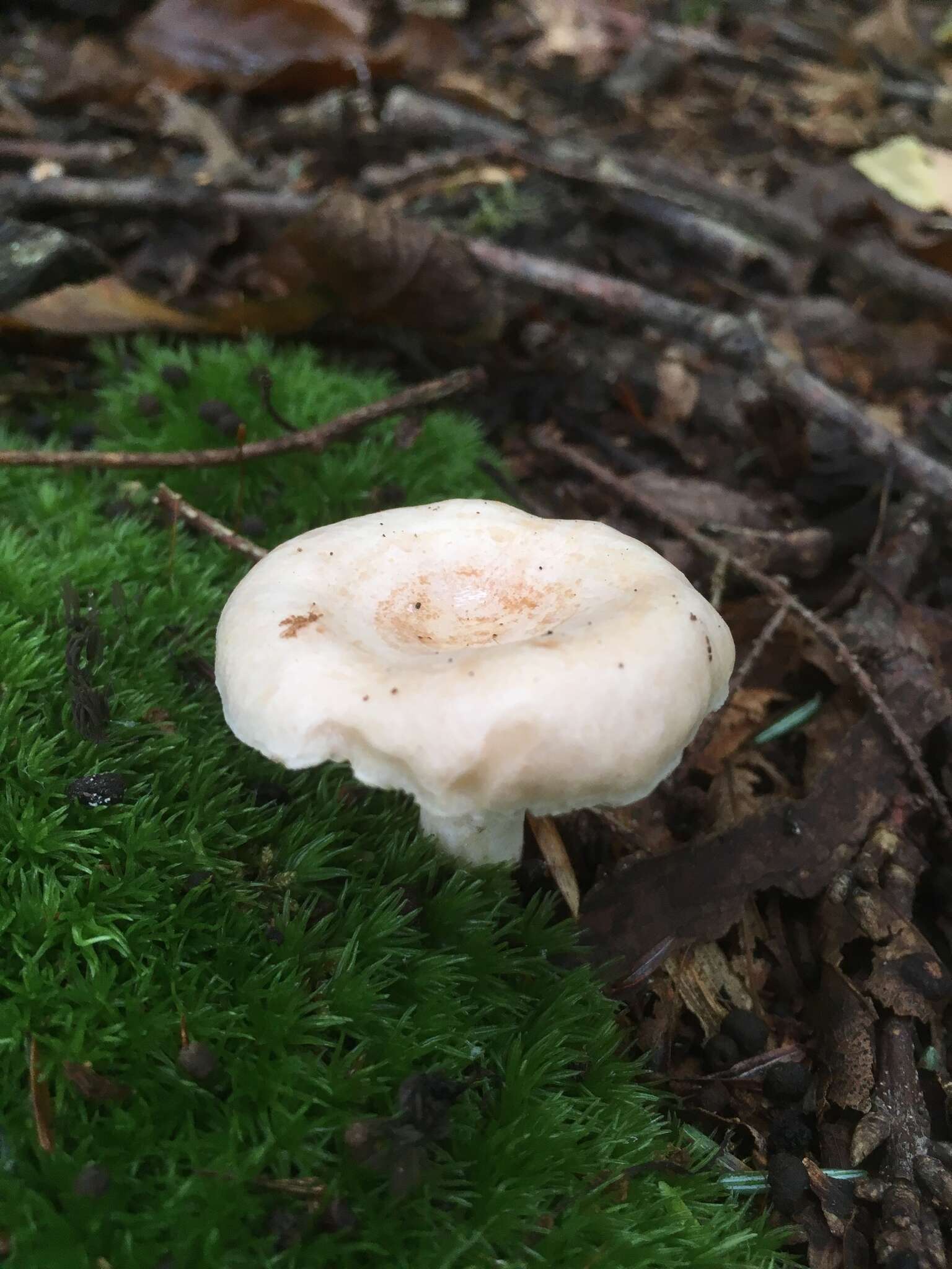 Image of Lactarius chrysorrheus Fr. 1838