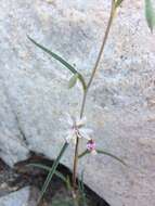 Image de Clarkia xantiana subsp. parviflora (Eastwood) H. Lewis & P. H. Raven