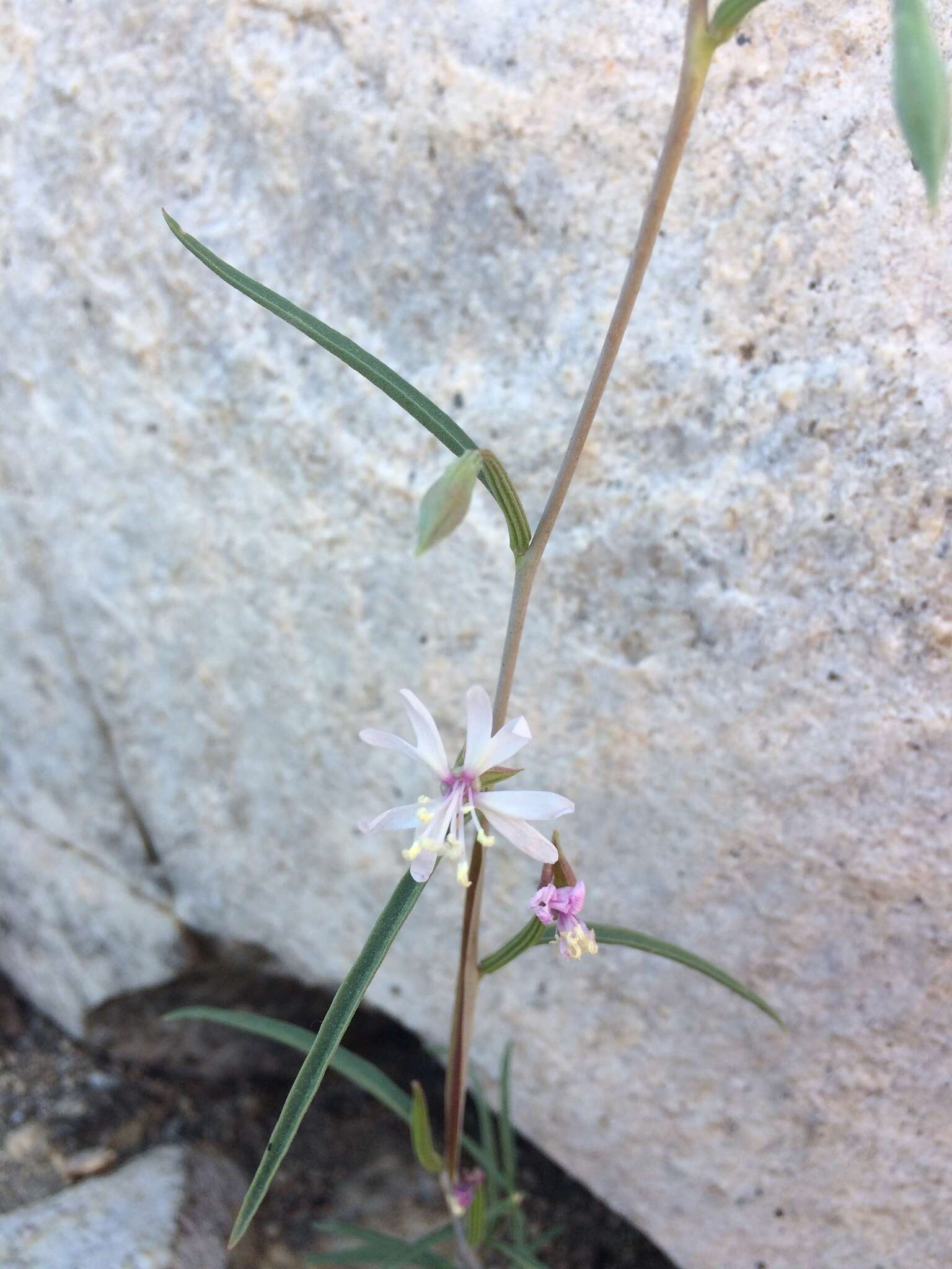 Image of Kern Canyon clarkia