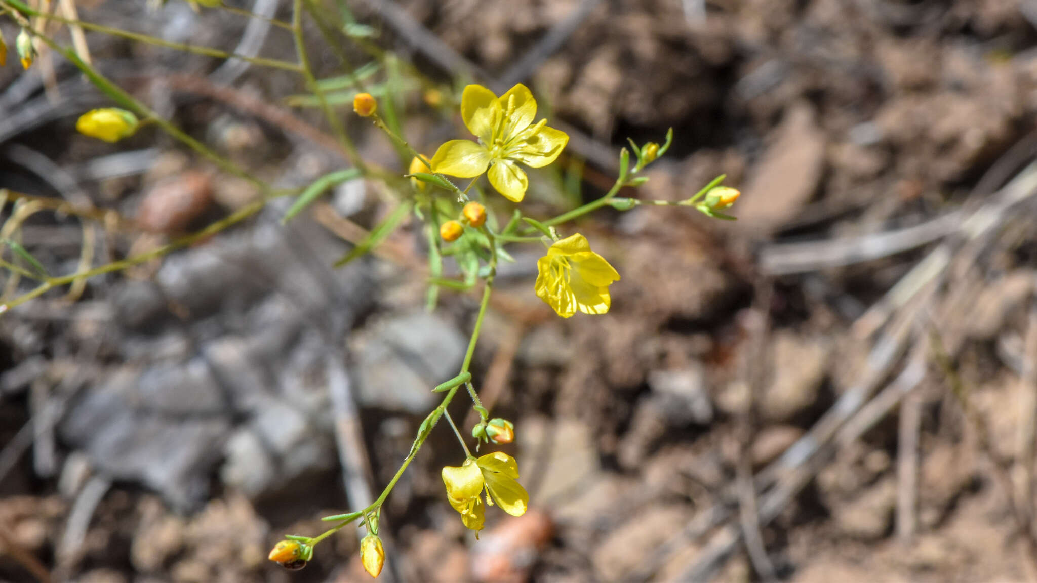 Image of Brewer's dwarf-flax