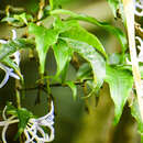 Image de Faramea quinqueflora Poepp.