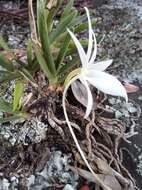 Imagem de Angraecum rutenbergianum Kraenzl.