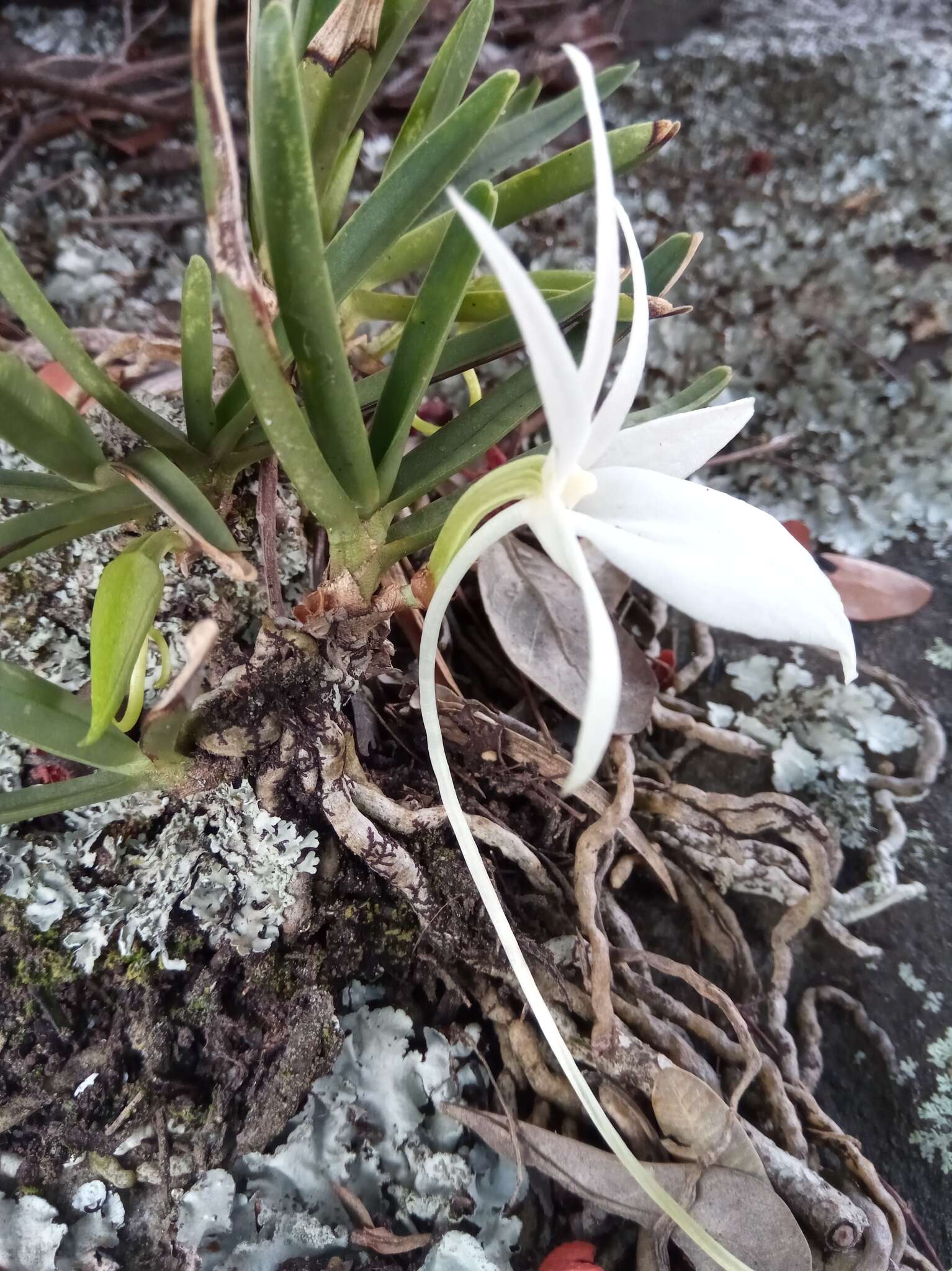 Imagem de Angraecum rutenbergianum Kraenzl.