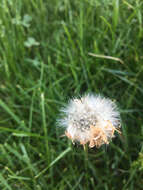 Image of Rock dandelion