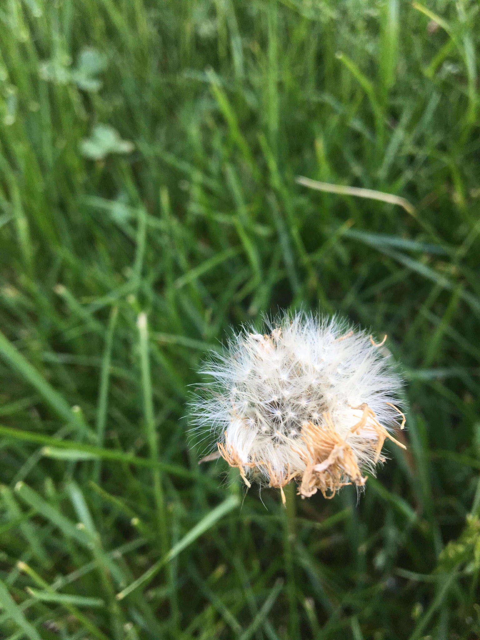 Слика од Taraxacum erythrospermum Andrz. ex Bess.