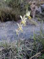 Image of Hesperantha radiata subsp. radiata