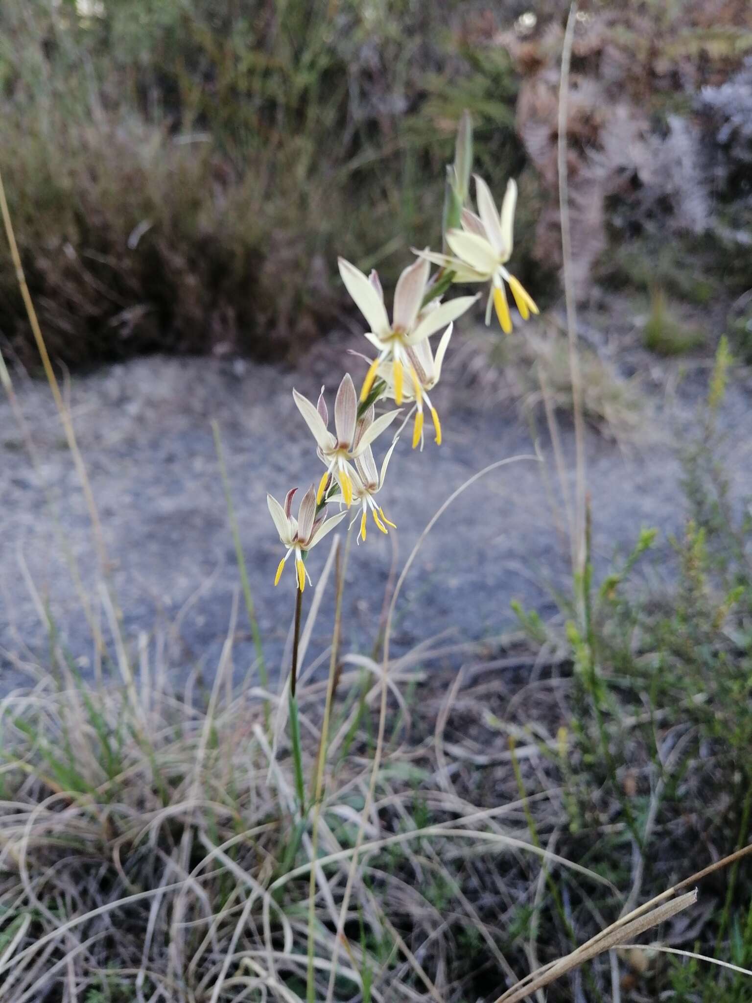 Hesperantha radiata subsp. radiata的圖片