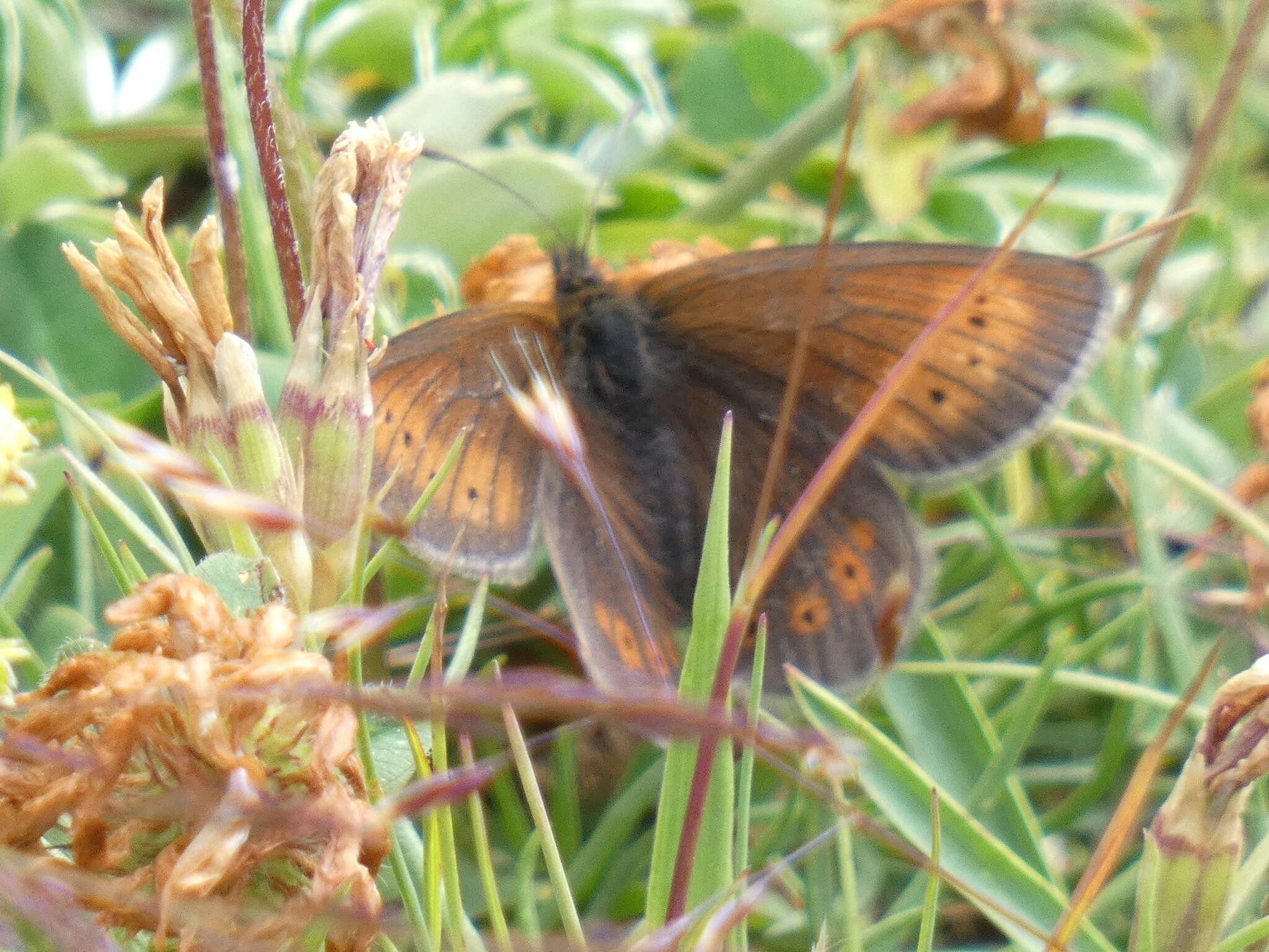 Image of Mountain Ringlet