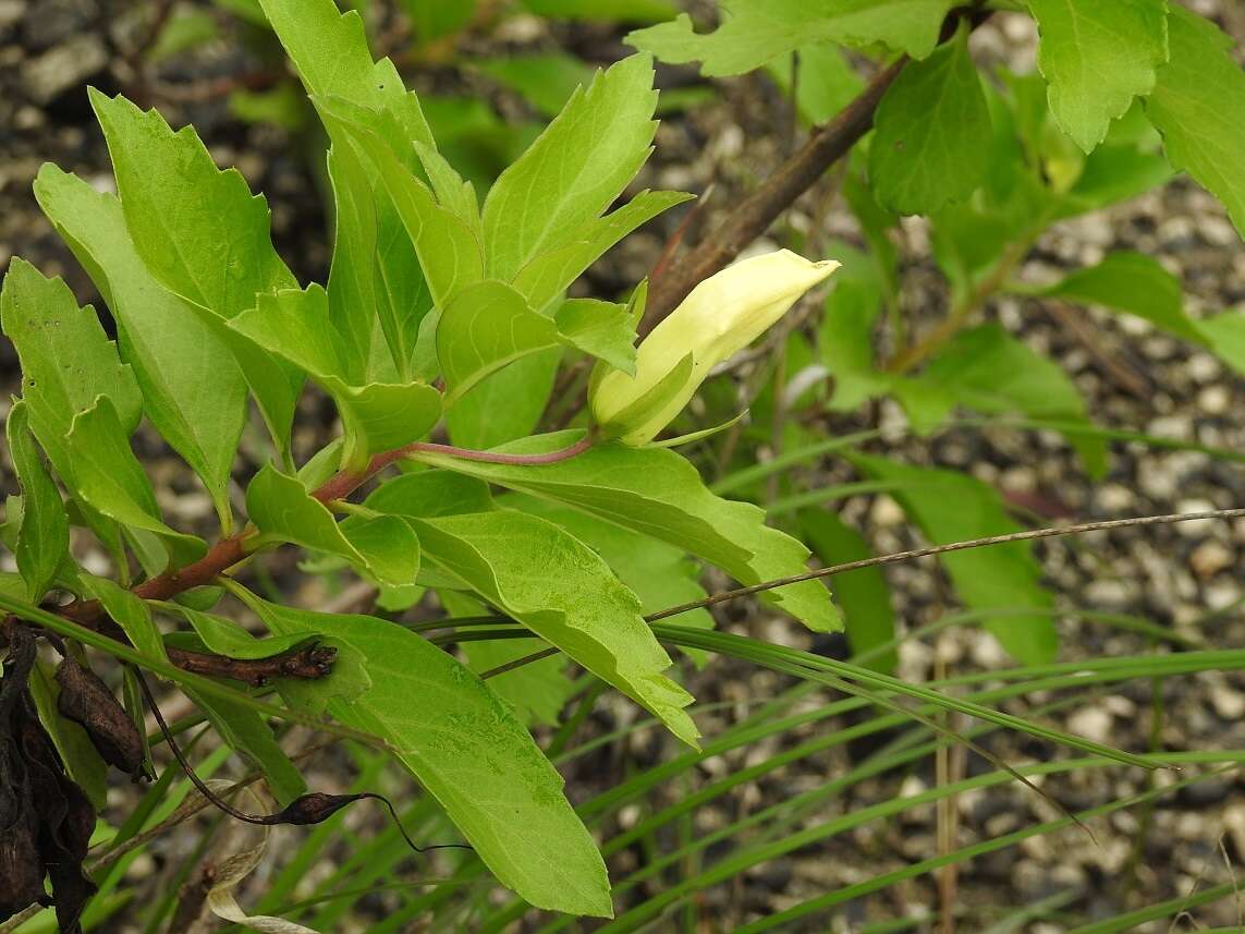 Image of Eremogeton grandiflorus (A. Gray) Standley & L. O. Williams