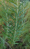 Image of Plains Ironweed