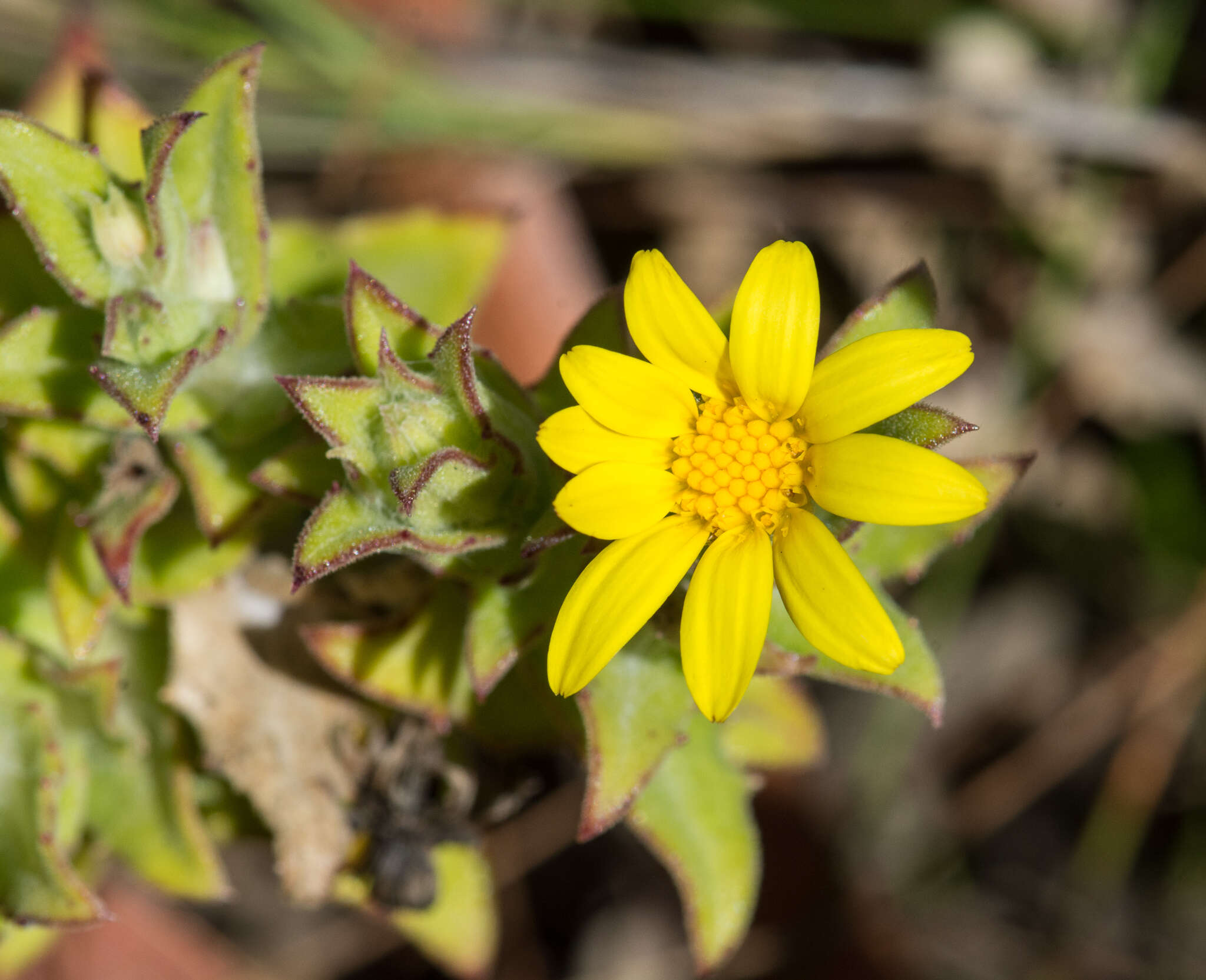 Image of Osteospermum ilicifolium L.