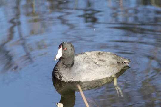 Image of Fulica Linnaeus 1758