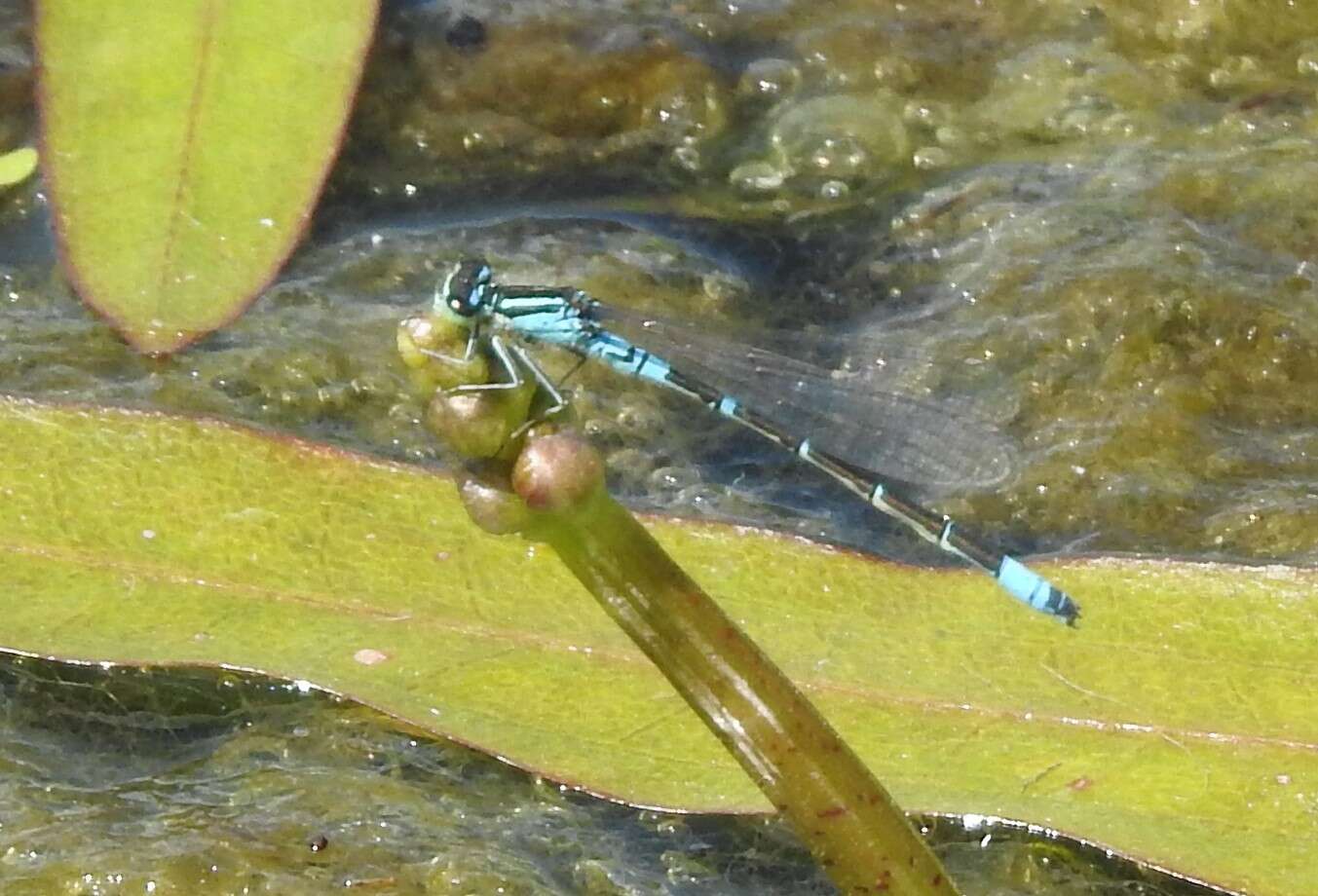 Image of Coenagrion glaciale (Hagen ex Selys & McLachlan 1872)