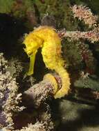 Image of Tiger Tail Seahorse