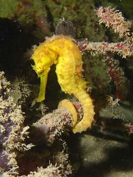 Image of Tiger Tail Seahorse