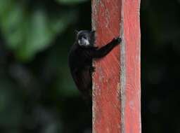 Image de Tamarin à manteau rouge