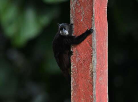 Image of brown-mantled tamarin