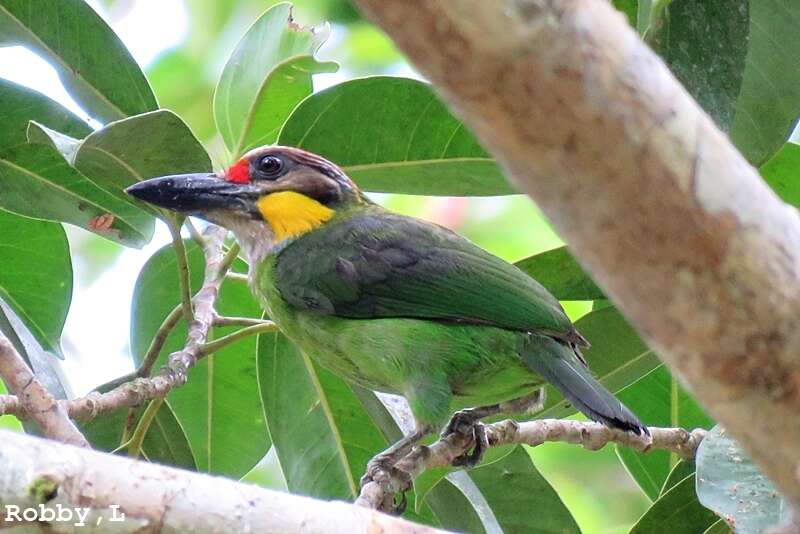 Image of Gold-whiskered Barbet