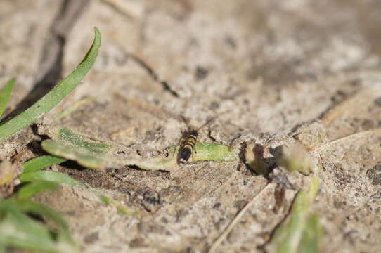 Image of Entomobrya superba (Reuter & OM 1876)