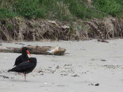 Charadrius obscurus aquilonius Dowding 1994 resmi