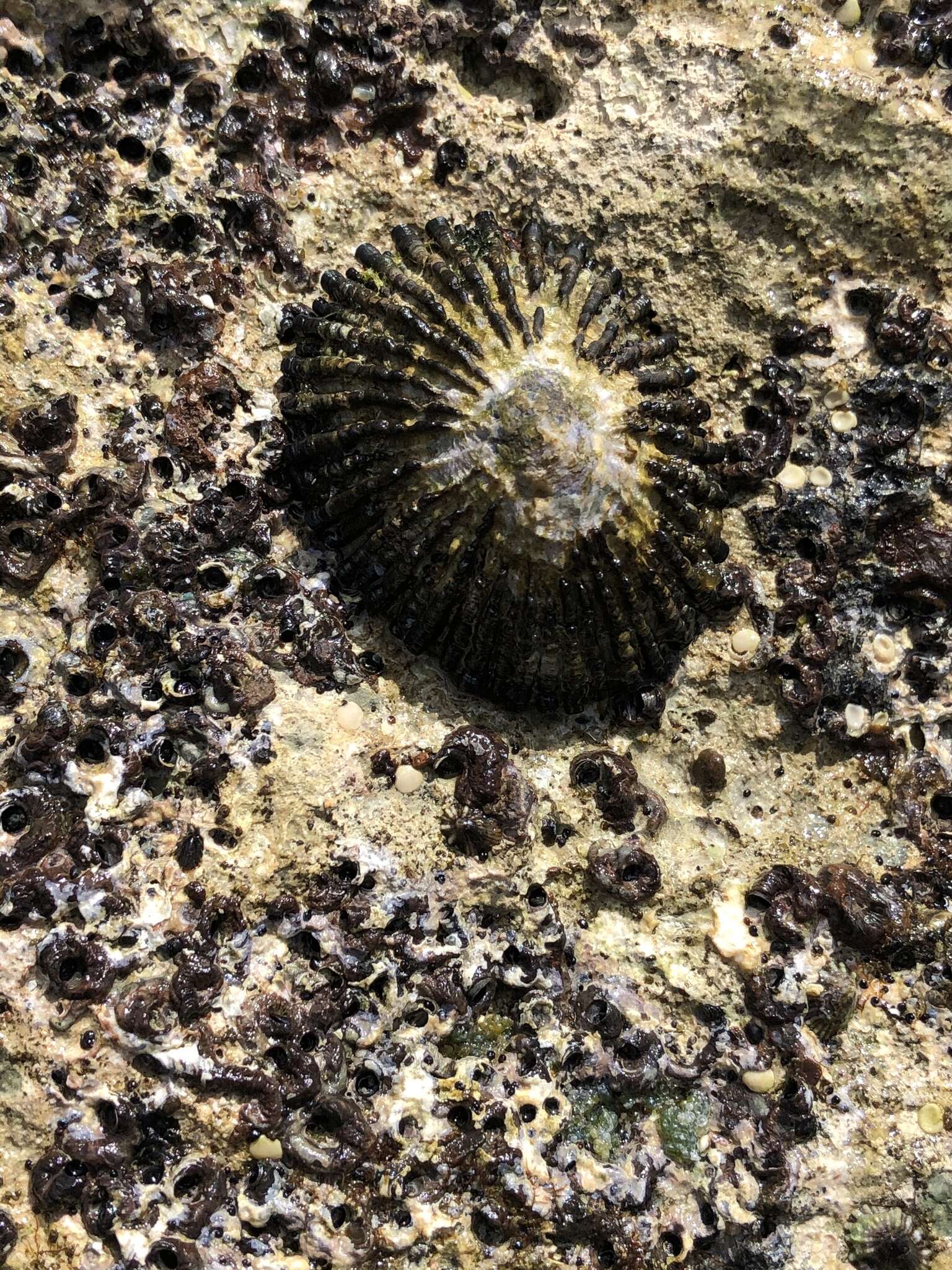 Image of black limpet