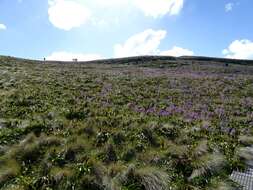 Image de Pleurophyllum speciosum Hook. fil.