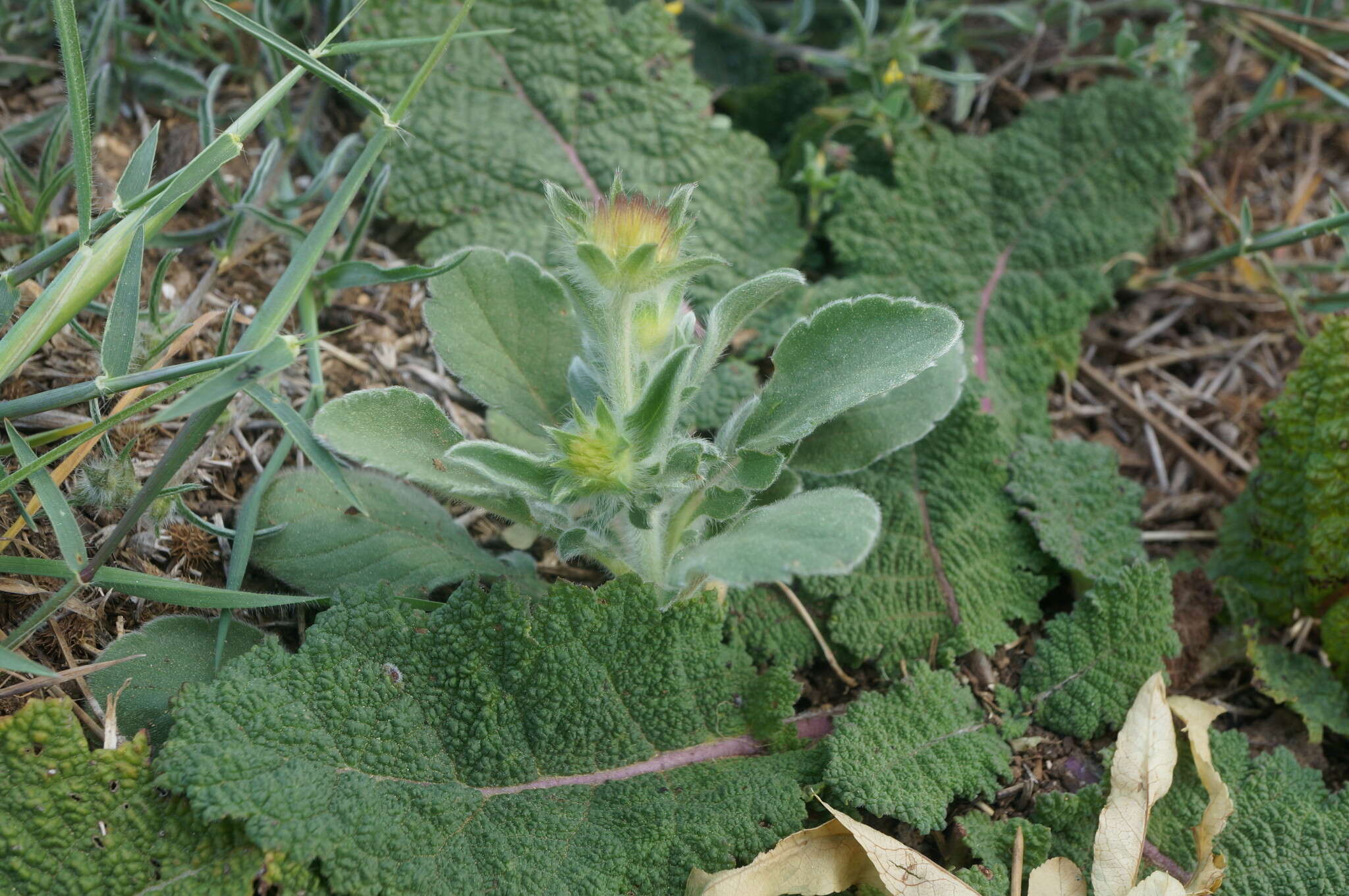 Image de Lomelosia brachiata (Sm.) W. Greuter & Burdet