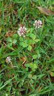 Image of Aztec Clover